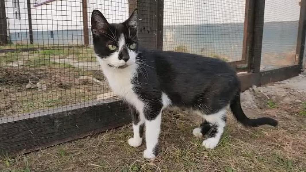 Kattenpraat