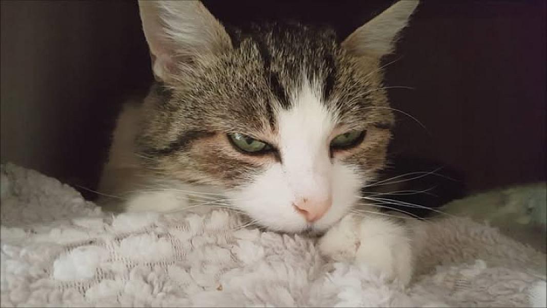 Kattenpraat
