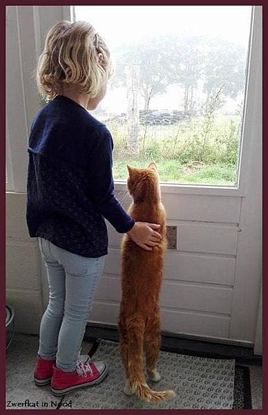 Kattenpraat