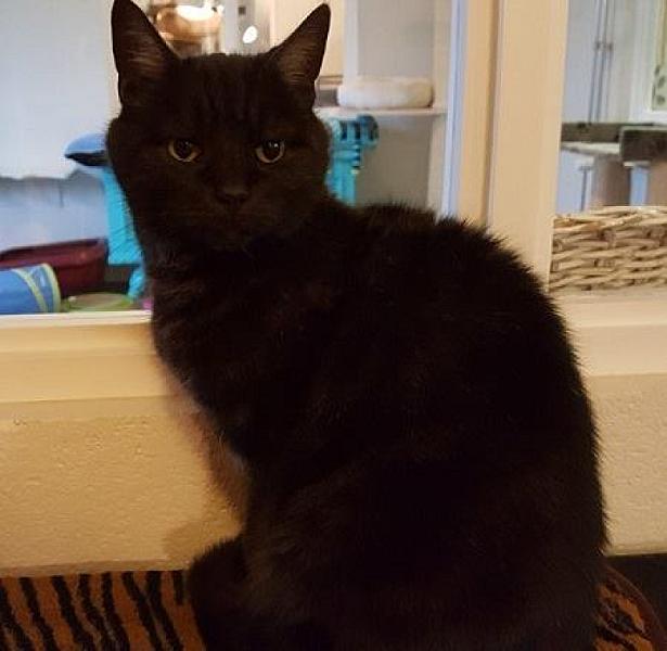 Kattenpraat