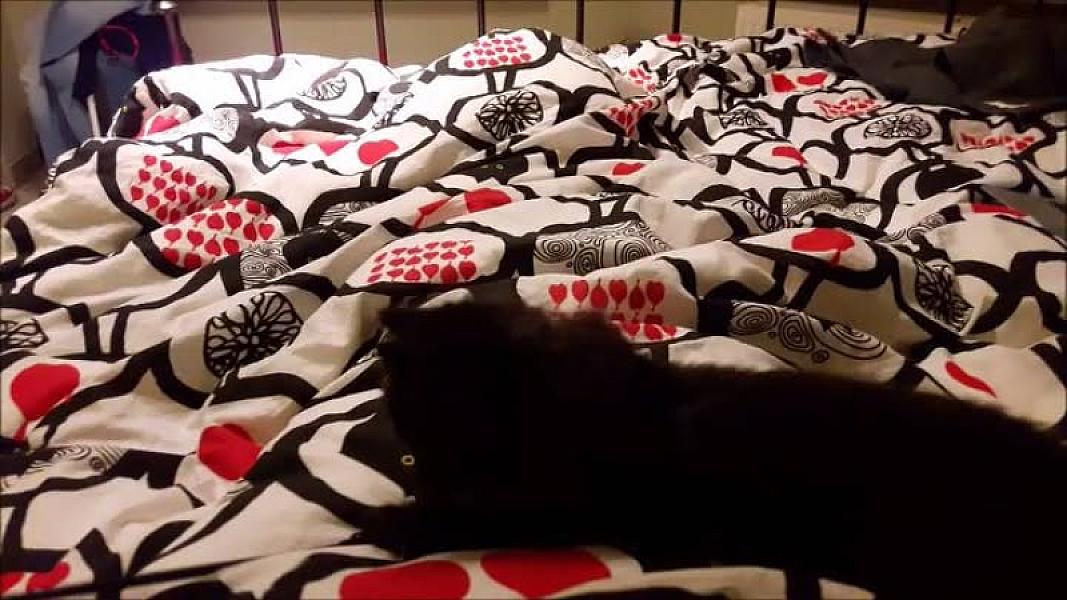 Kattenpraat