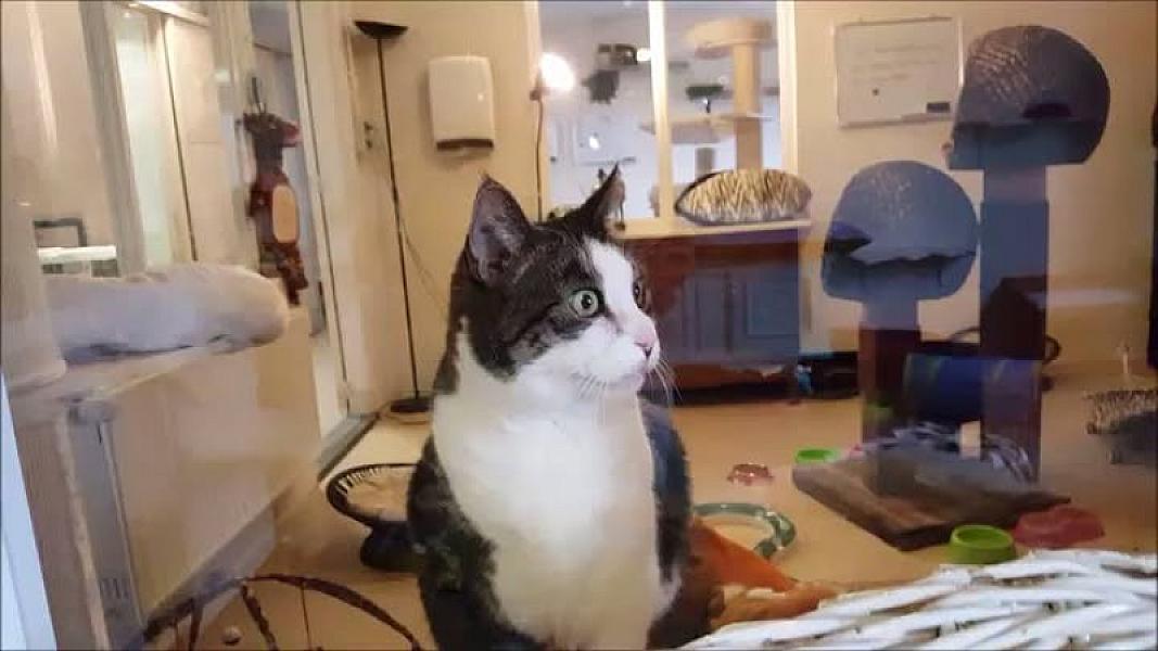 Kattenpraat