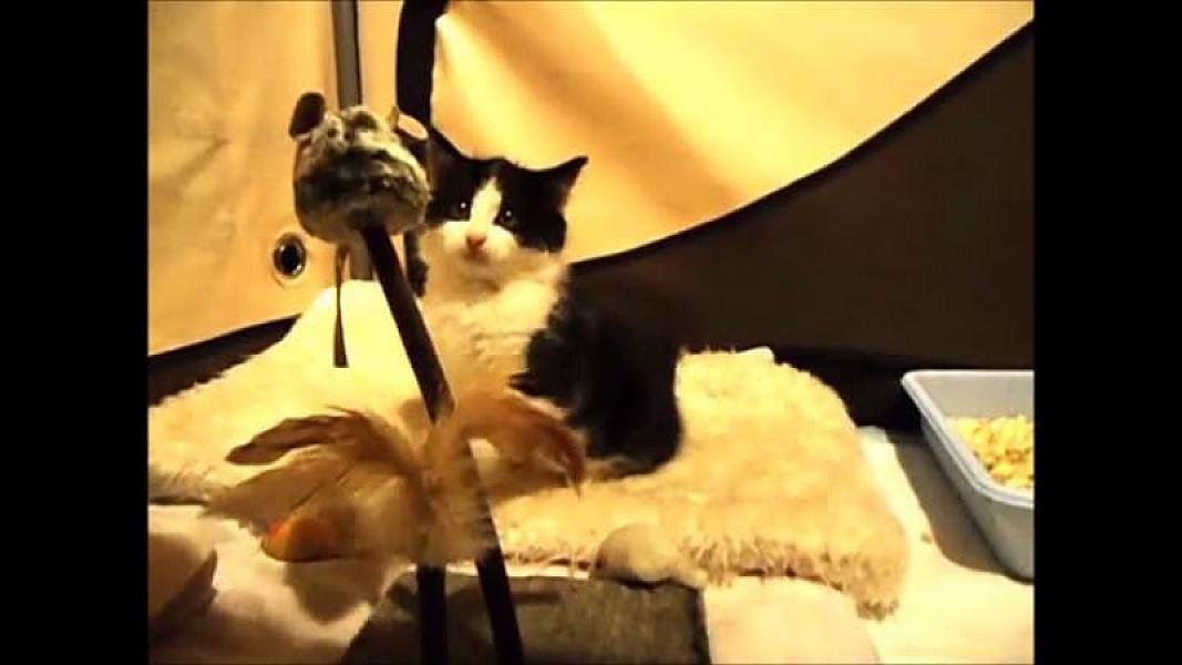 Kattenpraat