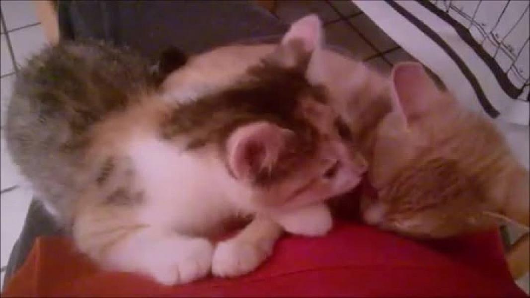 Kattenpraat
