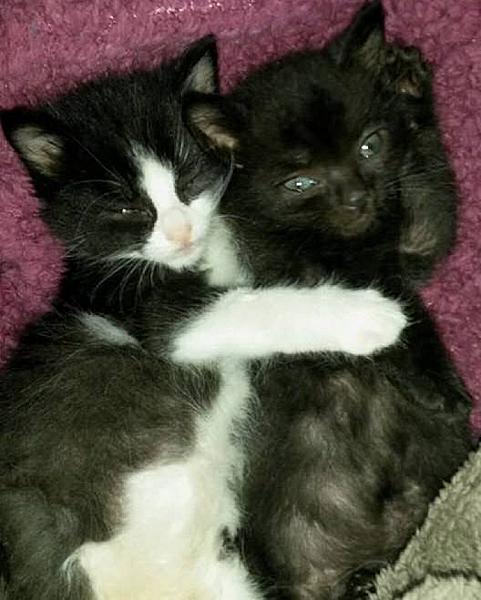 Kattenpraat