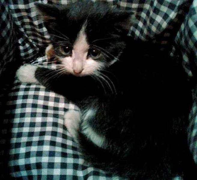 Kattenpraat