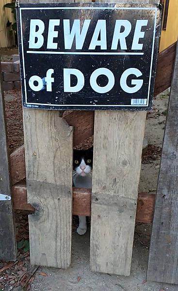 Kattenpraat
