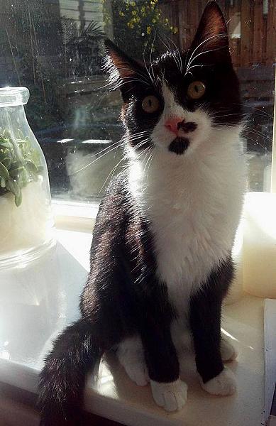 Kattenpraat