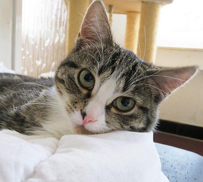 Kattenpraat
