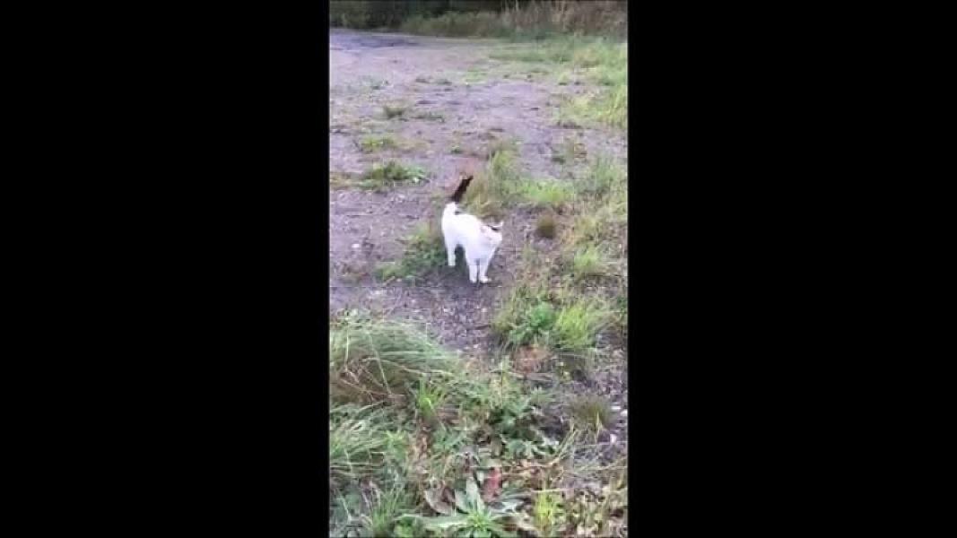 Kattenpraat