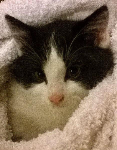 Kattenpraat