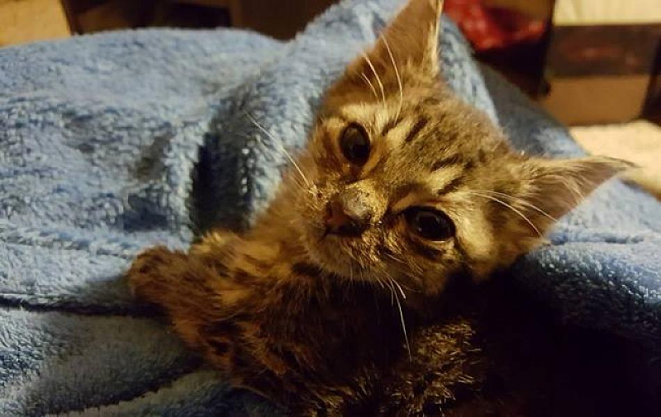 Kattenpraat