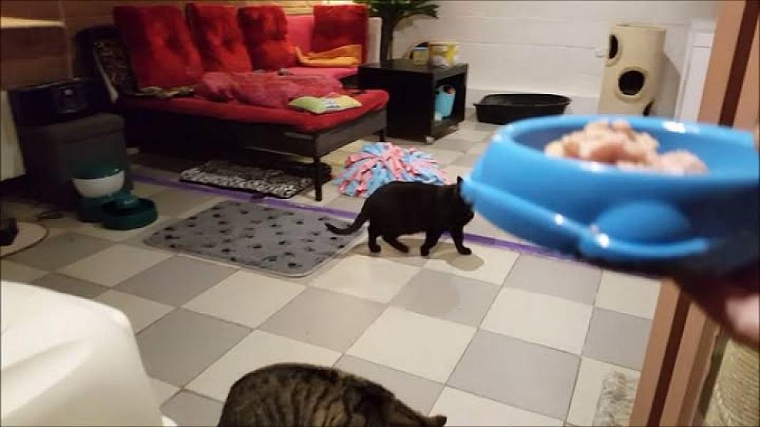 Kattenpraat