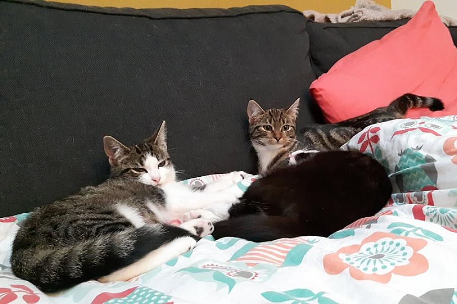 Kattenpraat