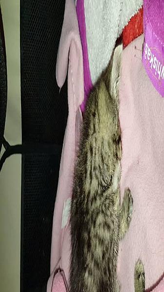 Kattenpraat