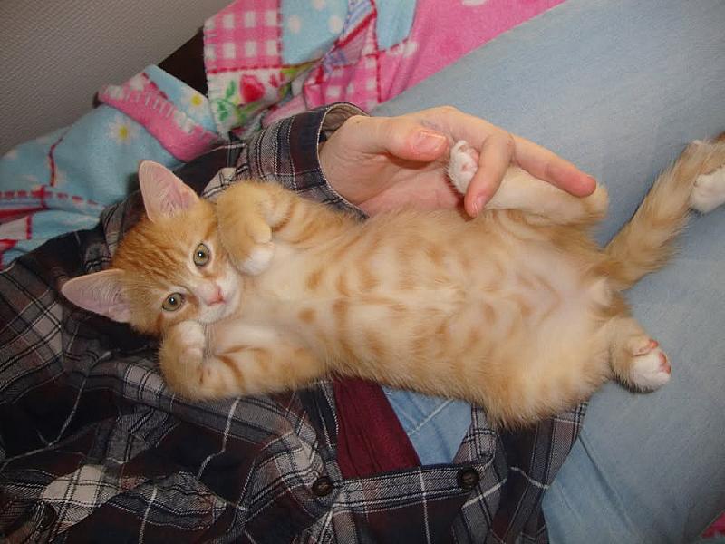 Kattenpraat