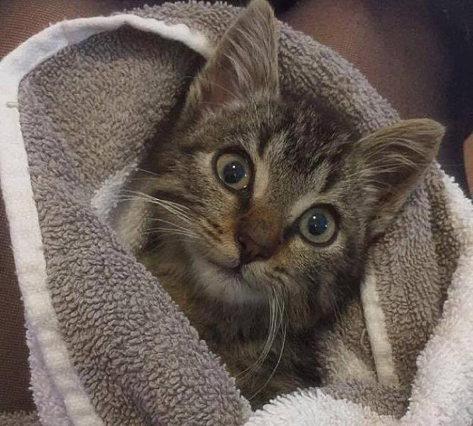 Kattenpraat