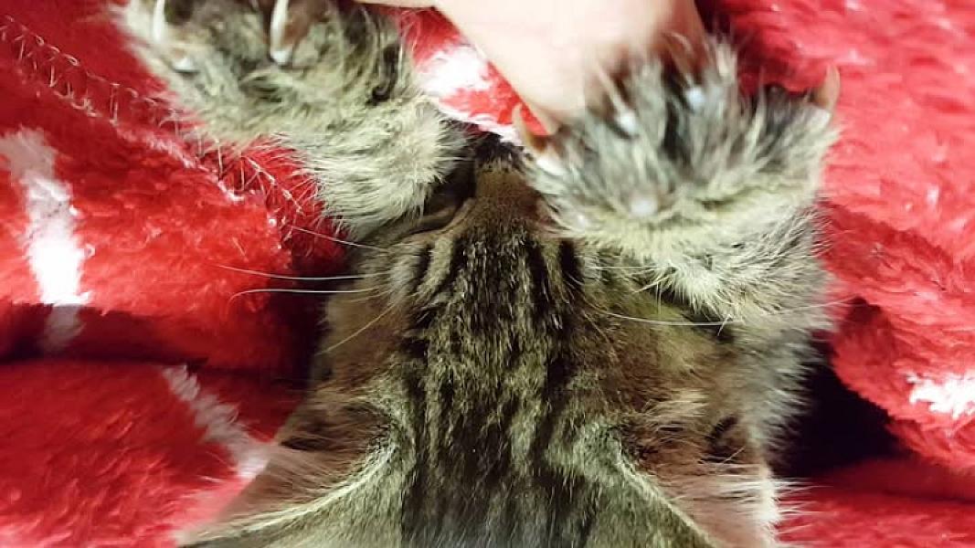 Kattenpraat