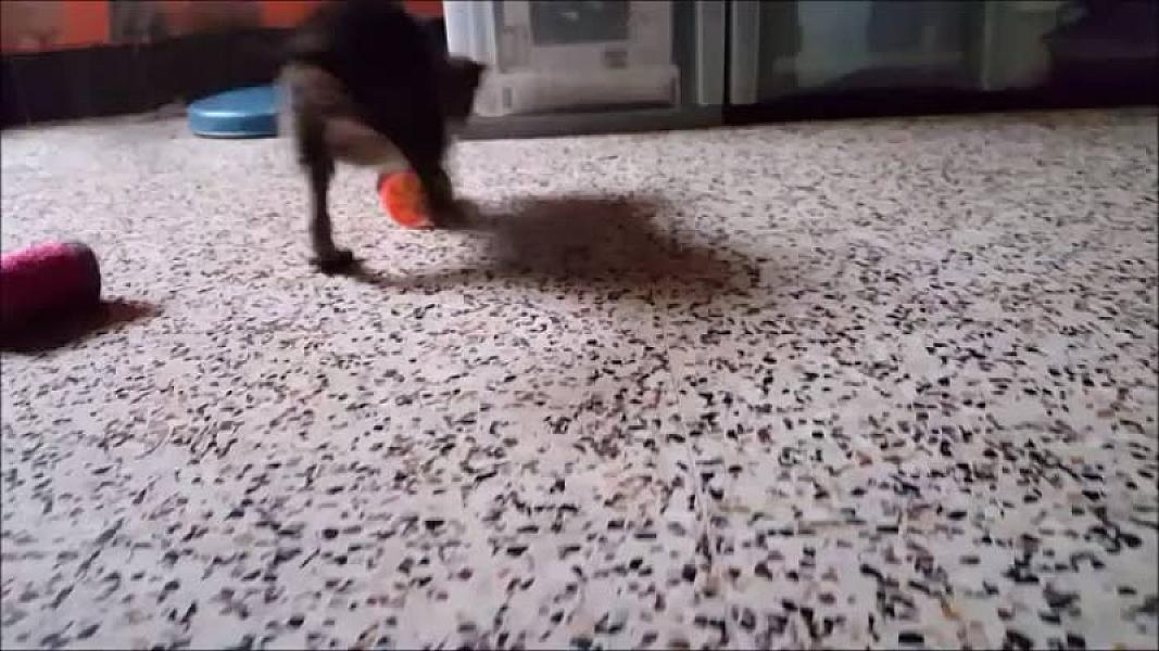 Kattenpraat