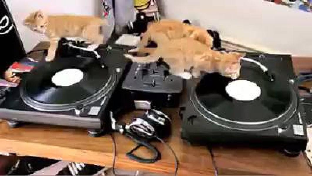 Kattenpraat