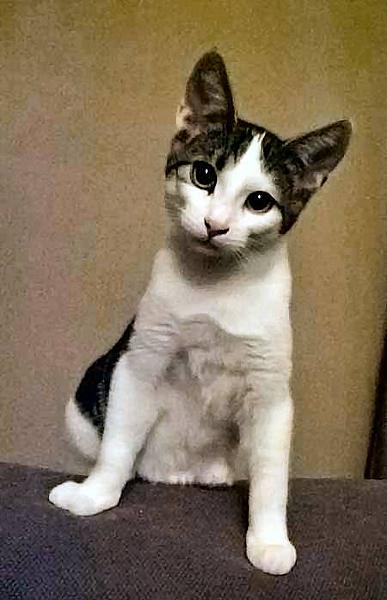 Kattenpraat