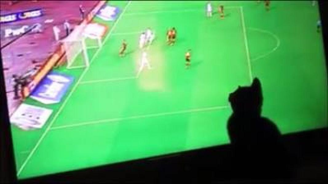 Kattenpraat