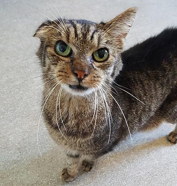 Kattenpraat