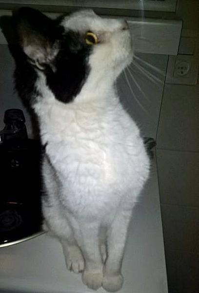 Kattenpraat