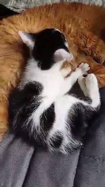Kattenpraat