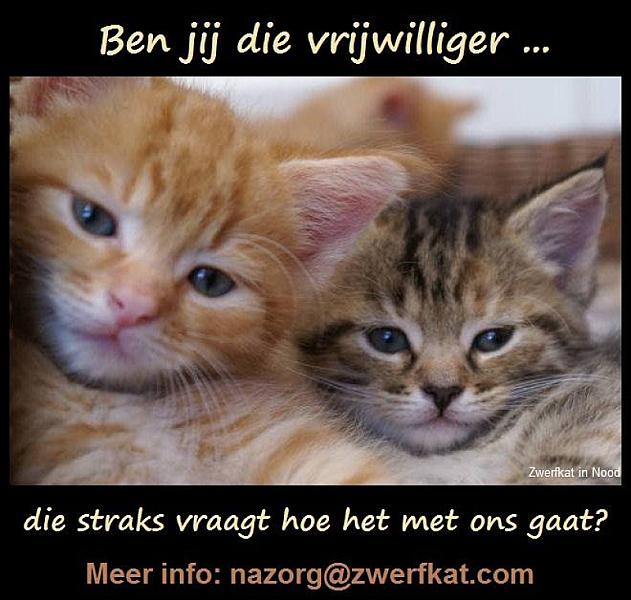 Kattenpraat