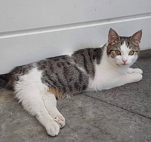 Kattenpraat