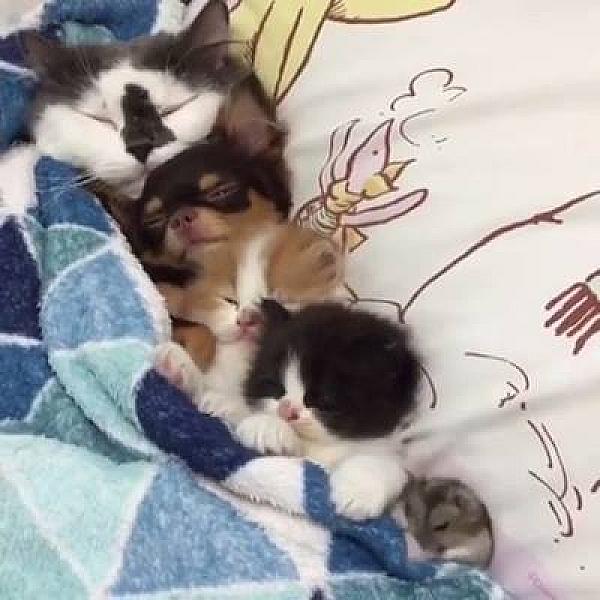 Kattenpraat
