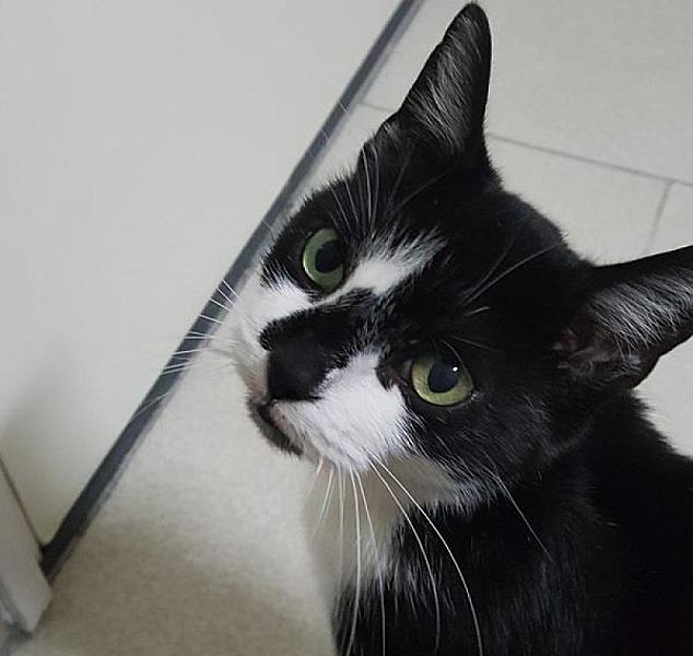 Kattenpraat