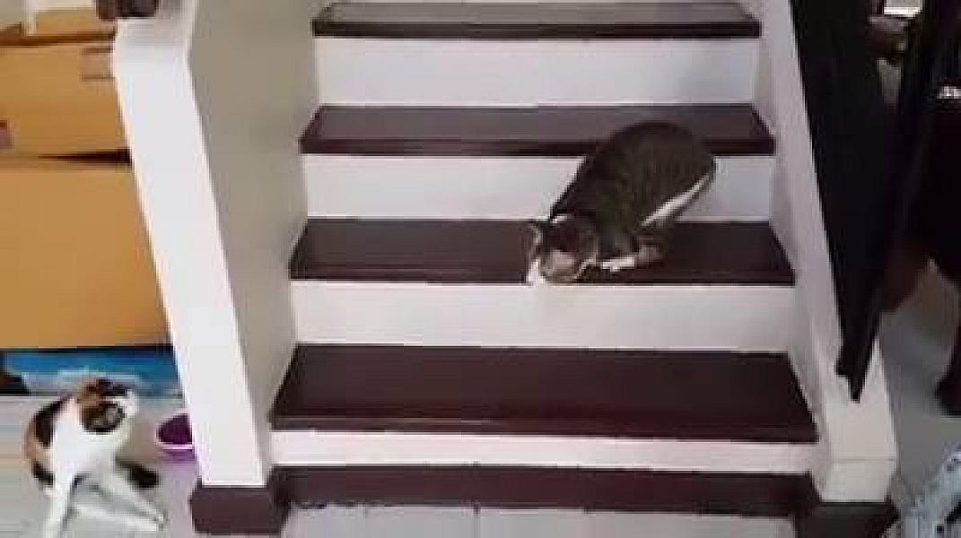 Kattenpraat