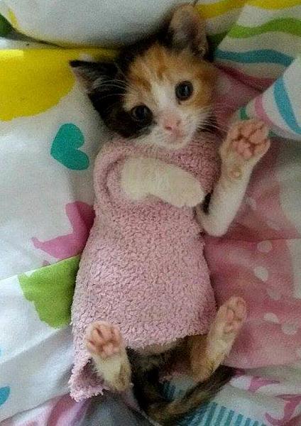 Kattenpraat