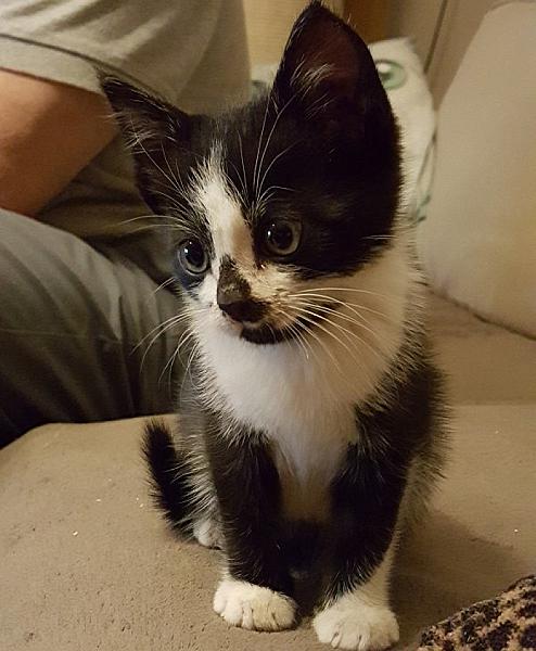 Kattenpraat