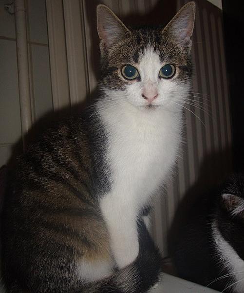 Kattenpraat
