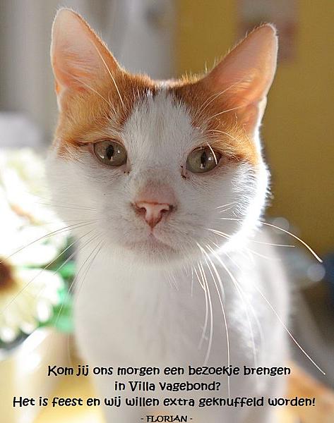 Kattenpraat