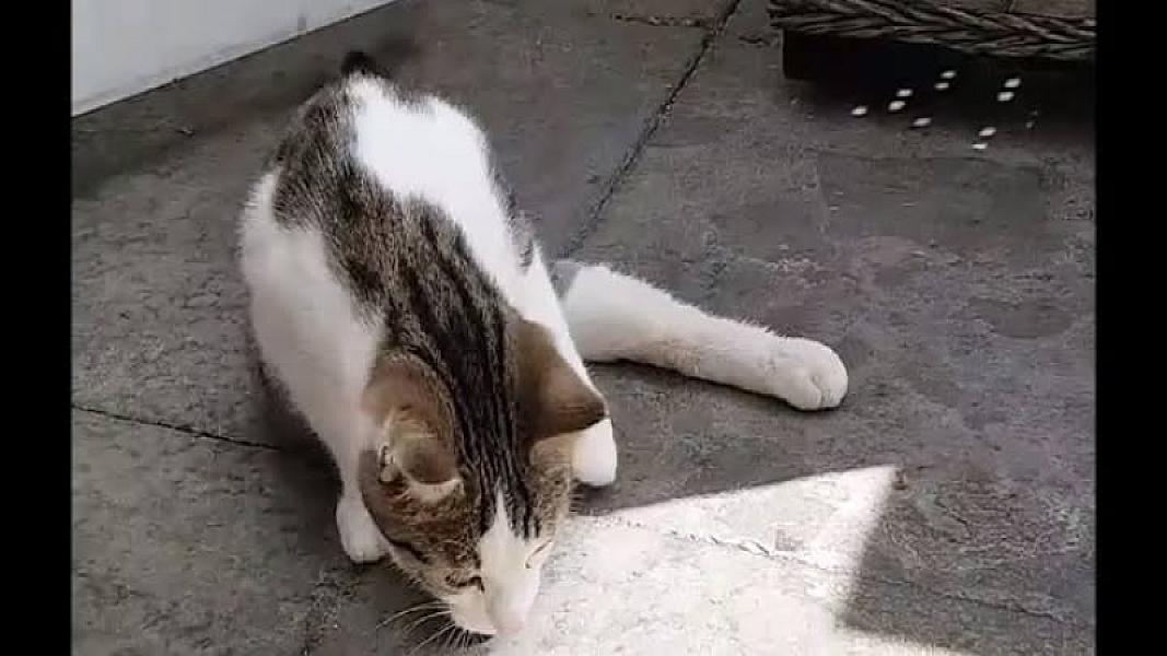 Kattenpraat