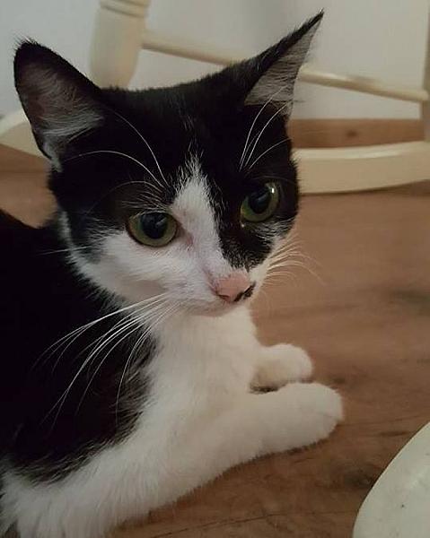 Kattenpraat