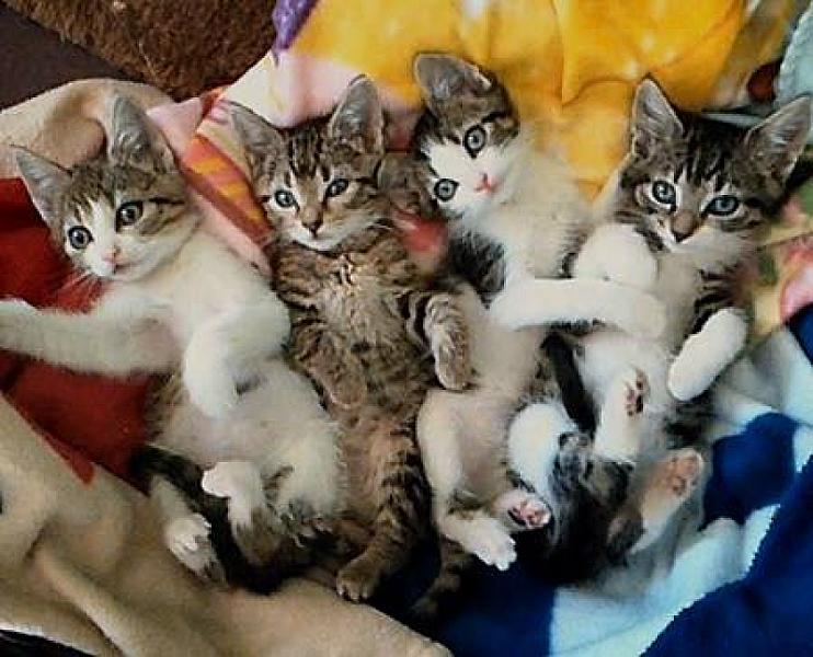 Kattenpraat