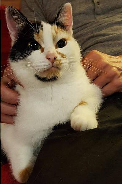 Kattenpraat