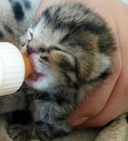Kattenpraat