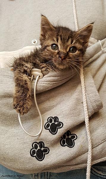 Kattenpraat