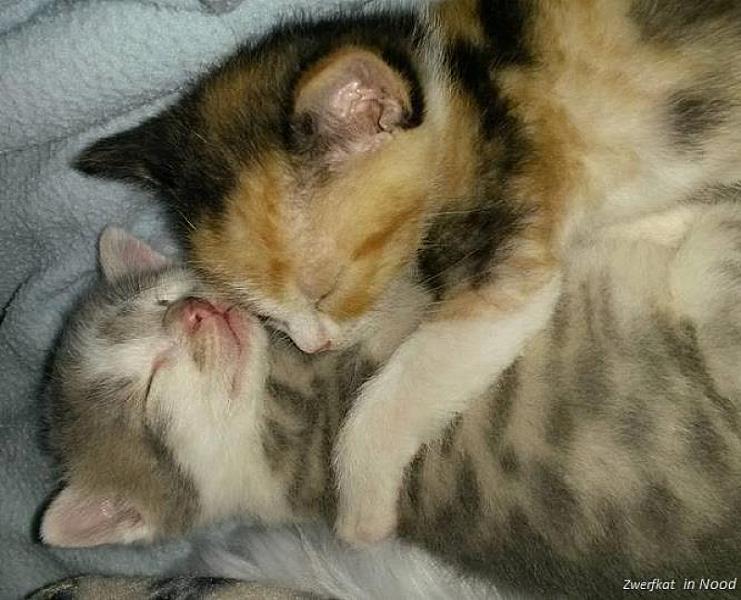 Kattenpraat
