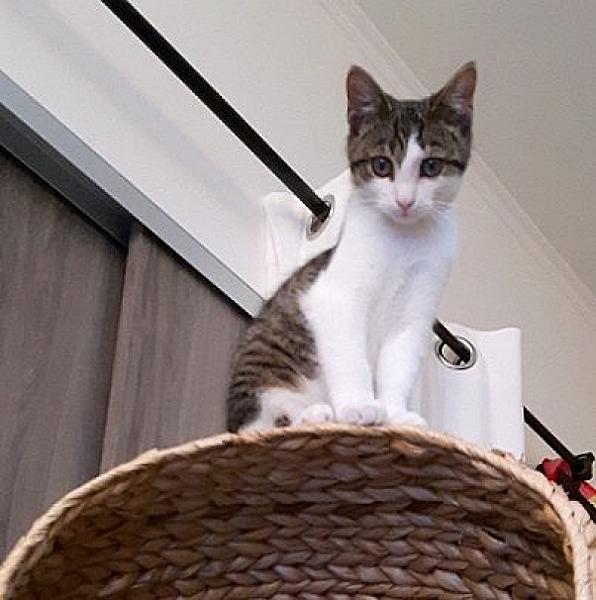 Kattenpraat