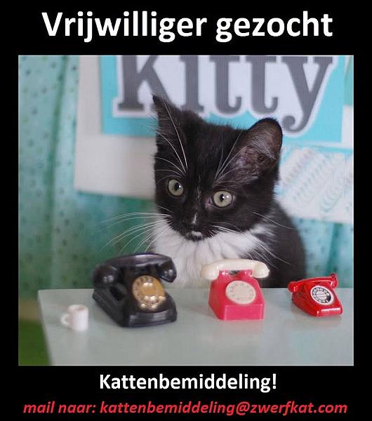Kattenpraat