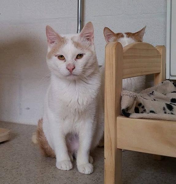 Kattenpraat