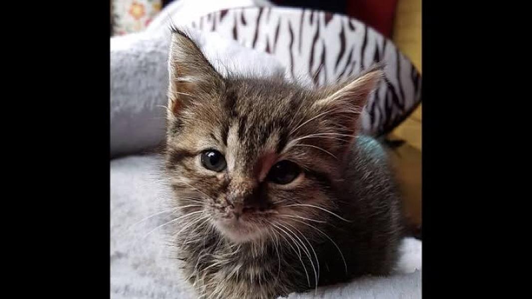 Kattenpraat
