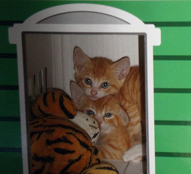 Kattenpraat